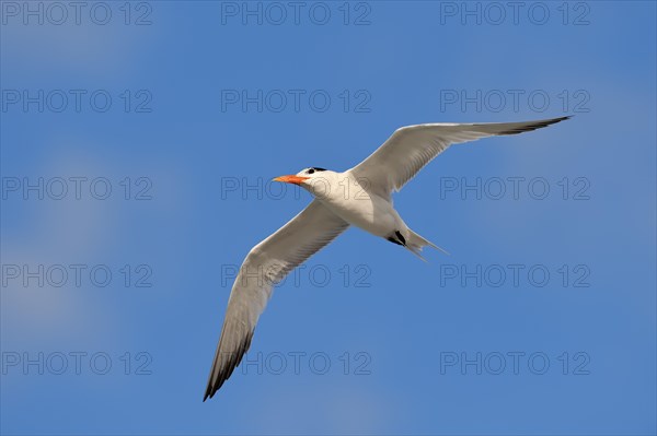 Royal Tern (Sterna maxima