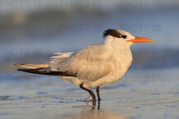 Royal Tern (Sterna maxima