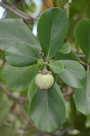 Autograph Tree