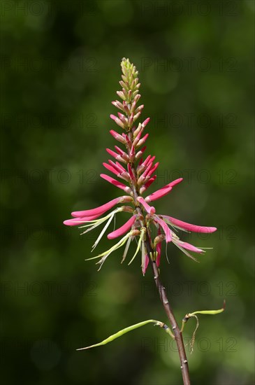 Coral Bean