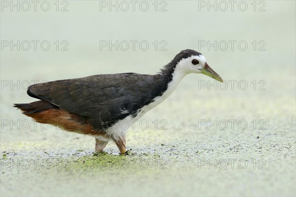 White-breasted Waterhen (Amaurornis phoenicurus