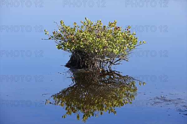 Red Mangrove (Rhizophora mangle)