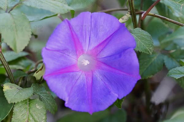 Blue Morning Glory (Ipomoea indica var acuminata)