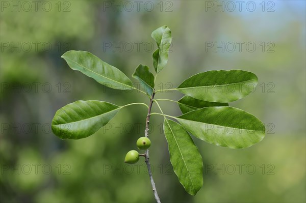 Shortleaf fig