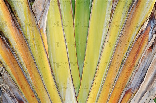 Traveller's Tree or Traveller's Palm (Ravenala madagascariensis)