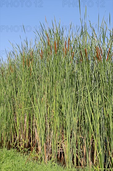 Southern Cattail (Typha domingensis)