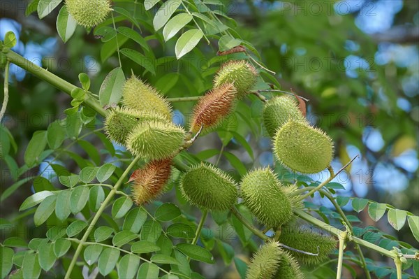 Gray Nicker (Caesalpinia bonduc