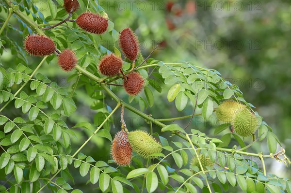 Gray Nicker (Caesalpinia bonduc