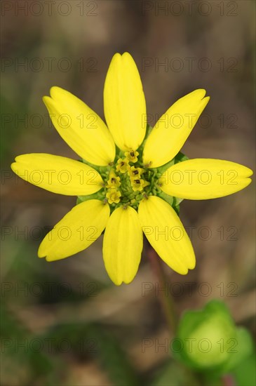 Florida Greeneyes (Berlandiera subacaulis)