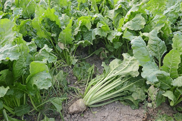 Sugar beet (Beta vulgaris ssp. Vulgaris var altissima)