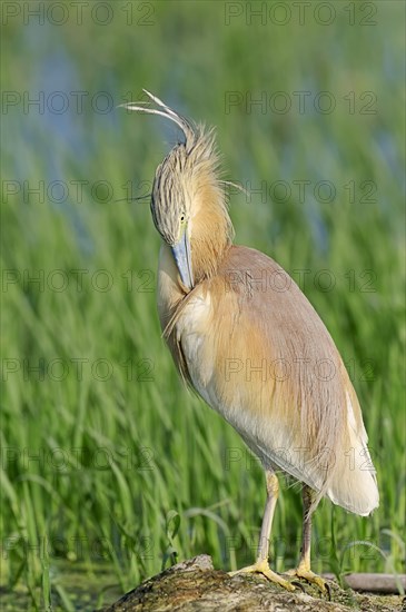 Squacco Heron (Ardeola ralloides)