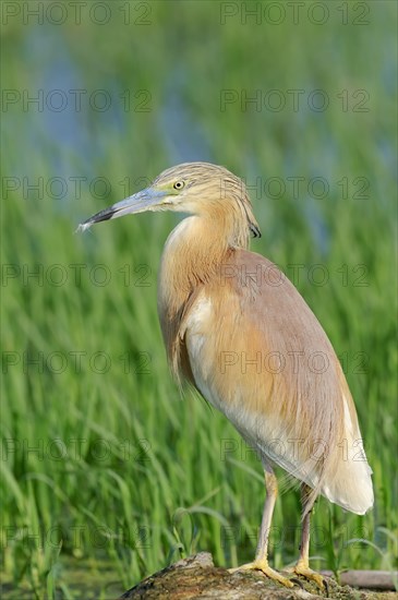 Squacco Heron (Ardeola ralloides)