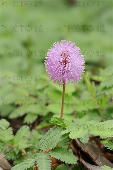 Sunshine Mimosa or Powderpuff (Mimosa strigillosa)