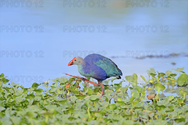 Purple Swamphen or Purple Gallinule (Porphyrio porphyro poliocephalus)