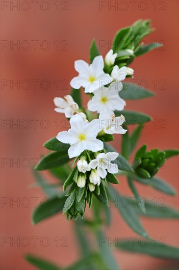 Pineland Heliotrope (Heliotropium polyphyllum)