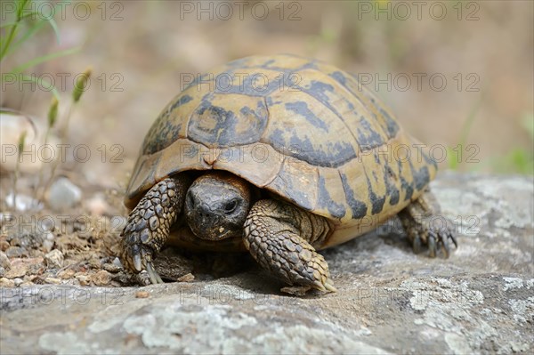 Eastern Hermann's Tortoise (Testudo hermanni boettgeri)