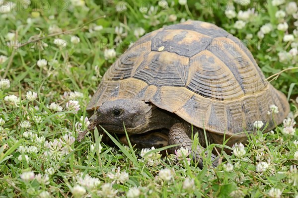 Eastern Hermann's Tortoise (Testudo hermanni boettgeri)