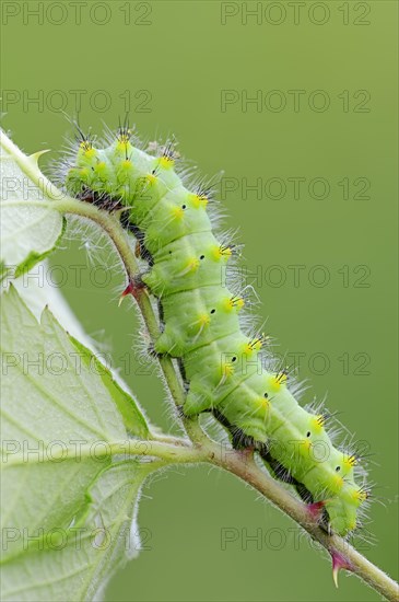 Emperor Moth (Saturnia pavoniella)