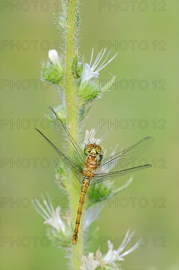 Vagrant Darter (Sympetrum vulgatum)