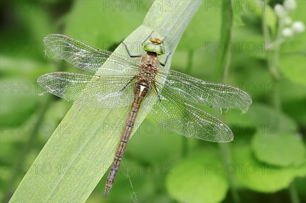 Green-eyed Hawker (Aeshna isoceles)