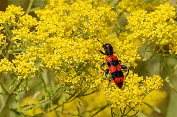 Bee Beetle (Trichodes apiarius)