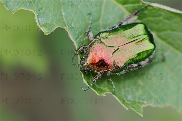 Rose chafer (Cetonia aurata)