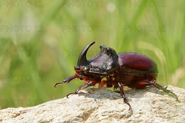 European Rhinoceros Beetle (Oryctes nasicornis)