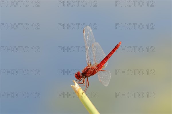 Scarlet Dragonfly (Crocothemis erythraea)