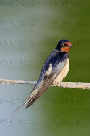 Barn Swallow (Hirundo rustica) sitting on a bulrush