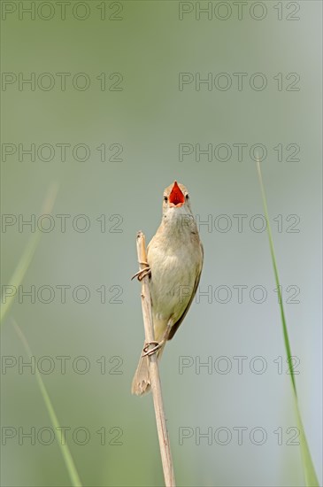 Great Reed Warbler (Acrocephalus arundinaceus)