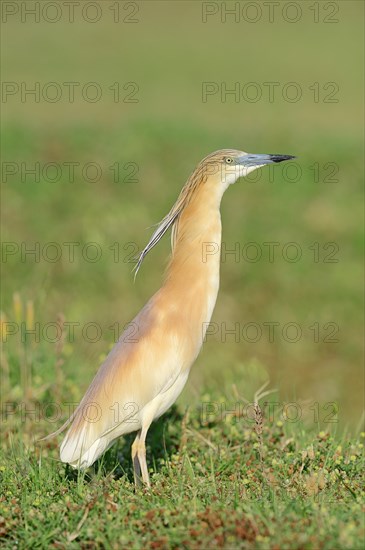 Squacco Heron (Ardeola ralloides)