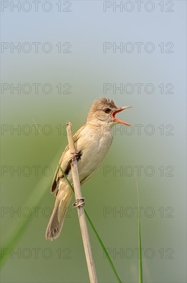 Great Reed Warbler (Acrocephalus arundinaceus)