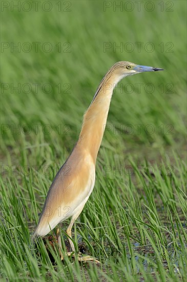 Squacco Heron (Ardeola ralloides)