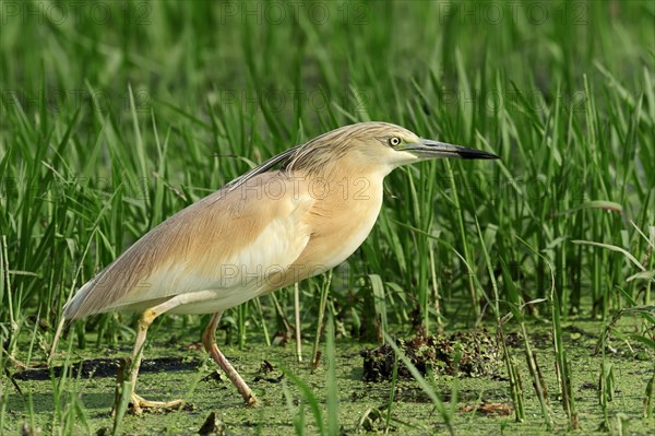 Squacco Heron (Ardeola ralloides)