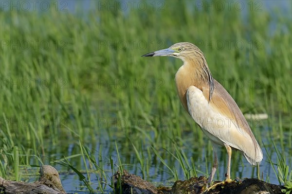 Squacco Heron (Ardeola ralloides)