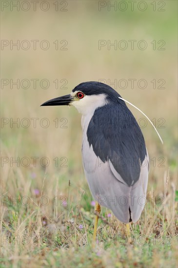 Black-crowned Night Heron (Nycticorax nycticorax)