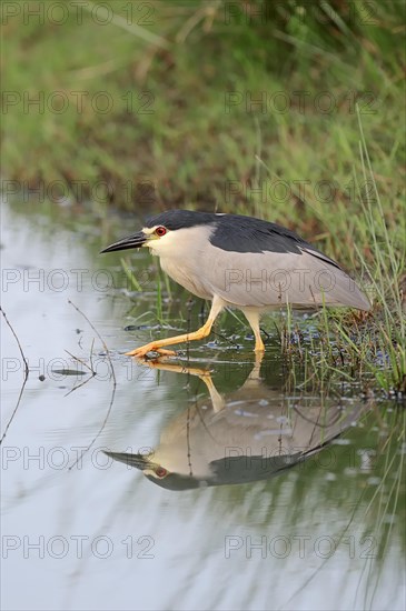 Black-crowned Night Heron (Nycticorax nycticorax)