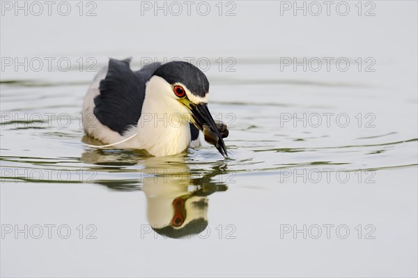 Black-crowned Night Heron (Nycticorax nycticorax)