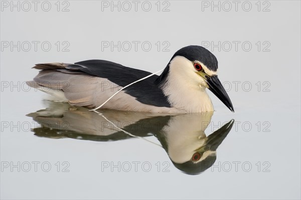 Black-crowned Night Heron (Nycticorax nycticorax)