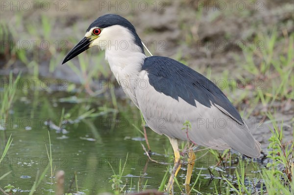 Black-crowned Night Heron (Nycticorax nycticorax)