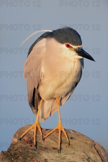 Black-crowned Night Heron (Nycticorax nycticorax)