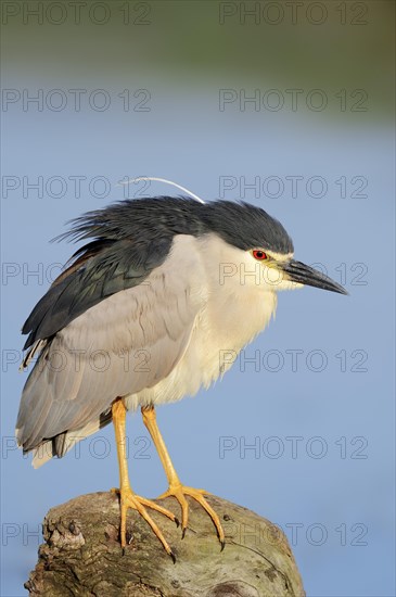 Black-crowned Night Heron (Nycticorax nycticorax)