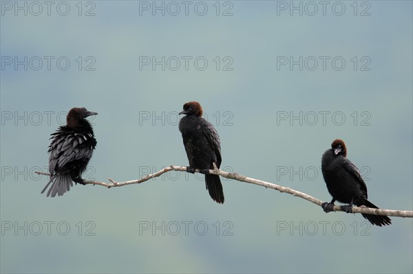 Pygmy Cormorants (Phalacrocorax pygmaeus) perched on branch