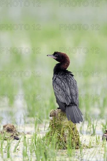 Pygmy Cormorant (Phalacrocorax pygmaeus)