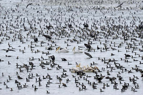 Great Cormorants (Phalacrocorax carbo)