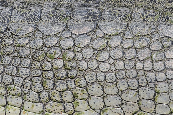 Indian Gharial