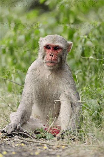 Rhesus Macaque or Rhesus Monkey (Macaca mulatta)