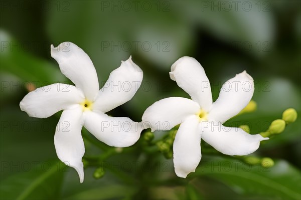 Crape Jasmine (Tabernaemontana divaricata)