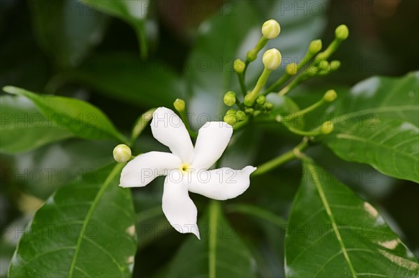 Crape Jasmine (Tabernaemontana divaricata)