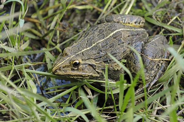 ndus Valley Bullfrog or Indian Bullfrog (Hoplobatrachus tigerinus)